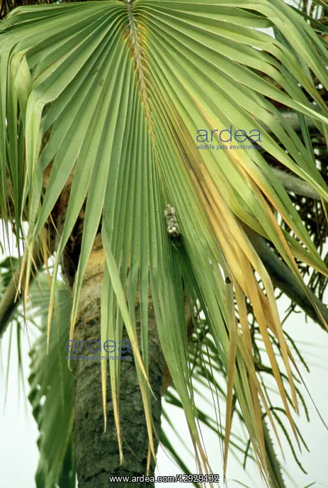  : Palm Swift - nest - eggs are glued in with saliva