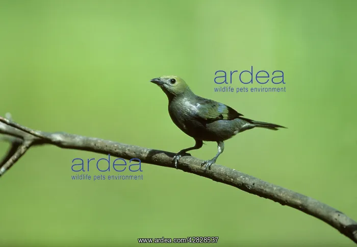 : Palm Tanager : Palm Tanager