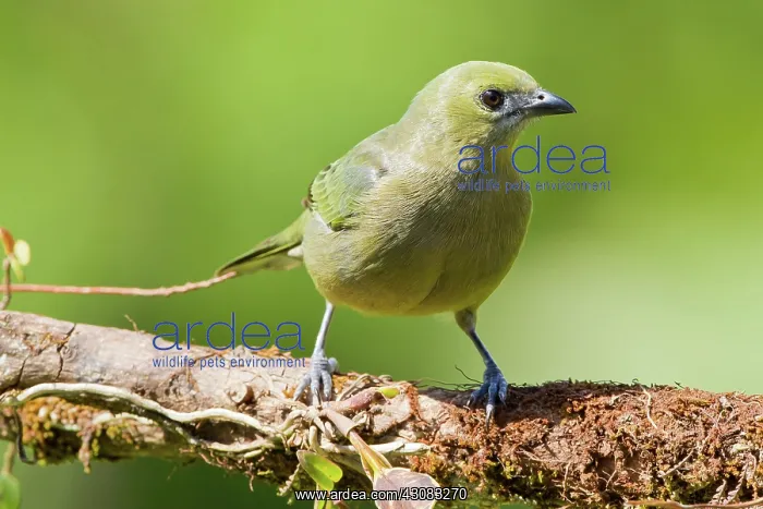 : Palm Tanager : Palm Tanager