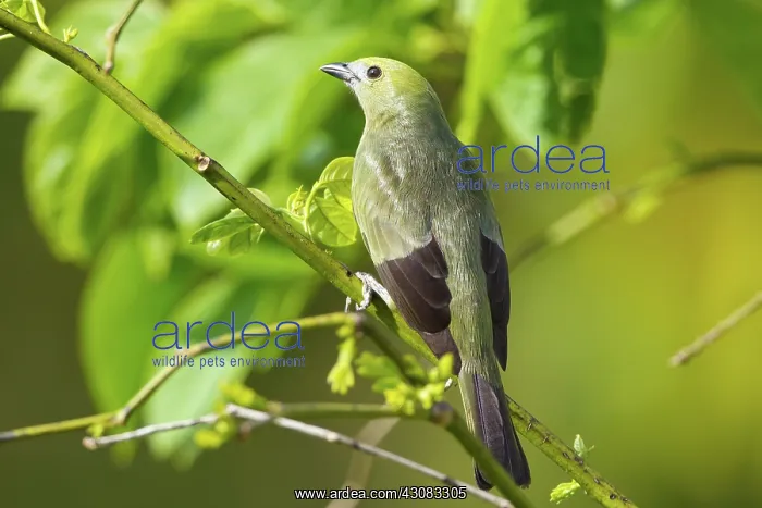 : Palm Tanager : Palm Tanager
