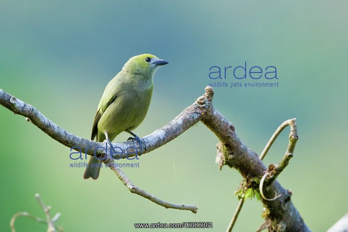 : Palm Tanager : Palm Tanager
