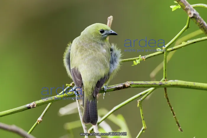 : Palm Tanager : Palm Tanager