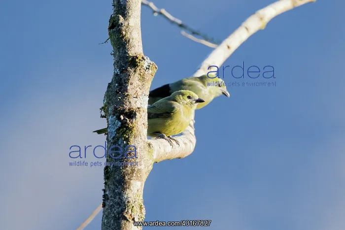 : Palm Tanager : Palm Tanager
