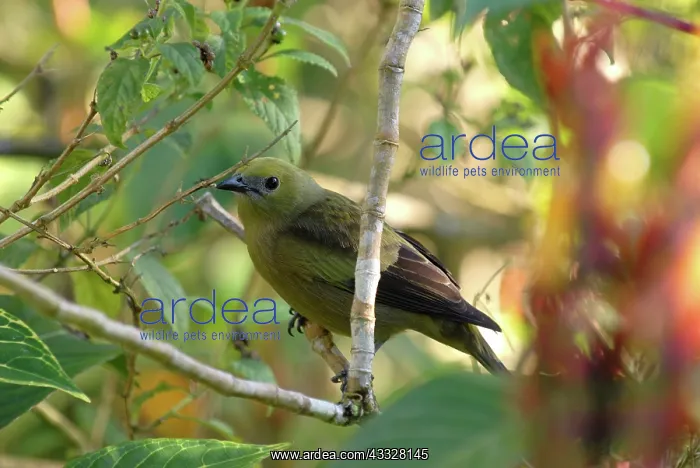 : Palm Tanager : Palm Tanager