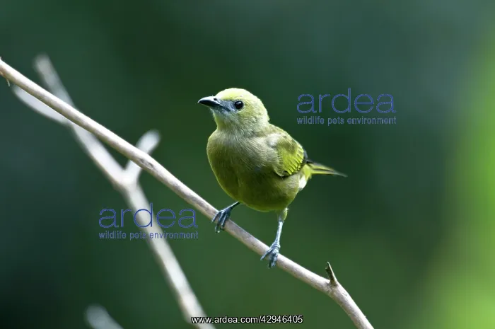 : Palm Tanager - on branch : Palm Tanager - on branch