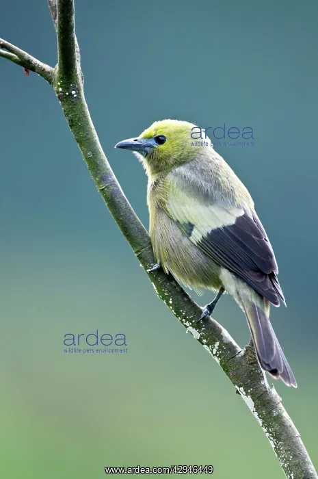 : Palm Tanager - on branch : Palm Tanager - on branch