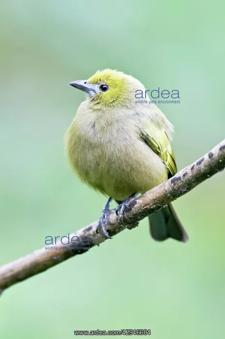 : Palm Tanager - on branch : Palm Tanager - on branch