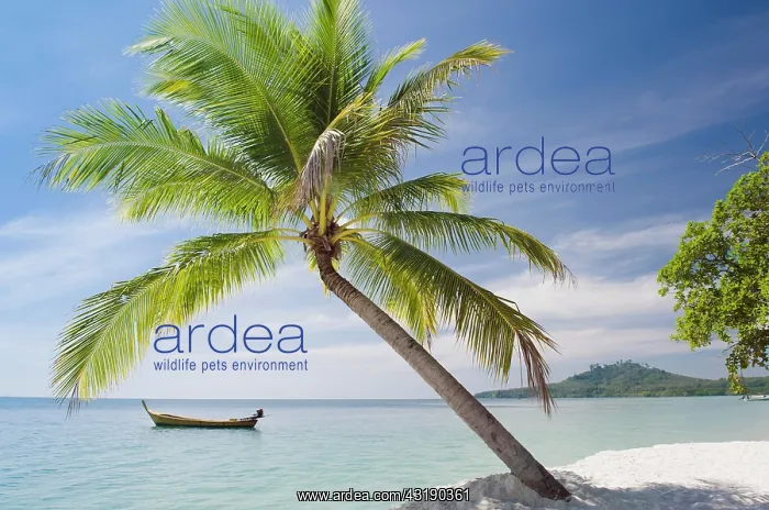 : Palm tree on the beach, Ko Muk or Ko Mook island : Palm tree on the beach, Ko Muk or Ko Mook island