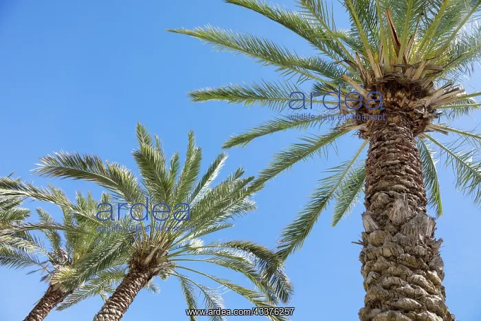 : Palm tree. Cabo San Lucas, Mexico : Palm tree. Cabo San Lucas, Mexico