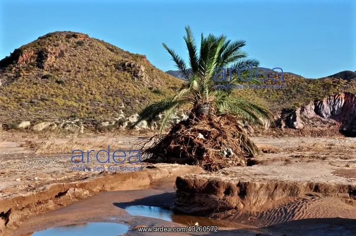  : Palm tree after flood disaster in hilly landscape