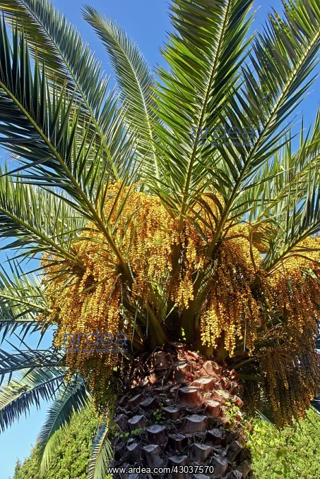 : Palm Tree with fruits Mandelieu Alpes-Maritimes France : Palm Tree with fruits Mandelieu Alpes-Maritimes France