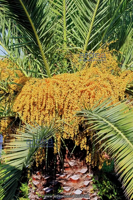 : Palm Tree with fruits Mandelieu Alpes-Maritimes France : Palm Tree with fruits Mandelieu Alpes-Maritimes France