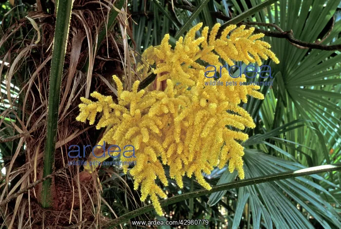 : Palm Tree - Inflorescence : Palm Tree - Inflorescence