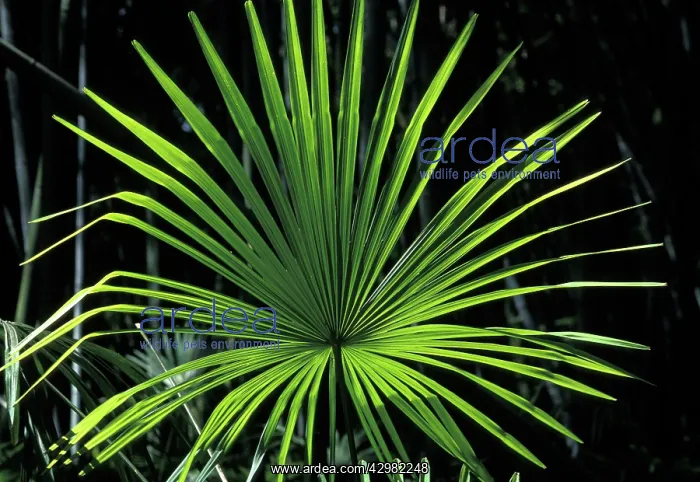 : Palm Tree - leaf : Palm Tree - leaf