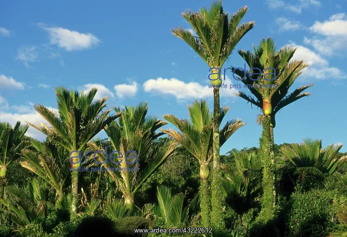 : Palm tree, Nikau, (Rhopalostylis sapida) : Palm tree, Nikau, (Rhopalostylis sapida)