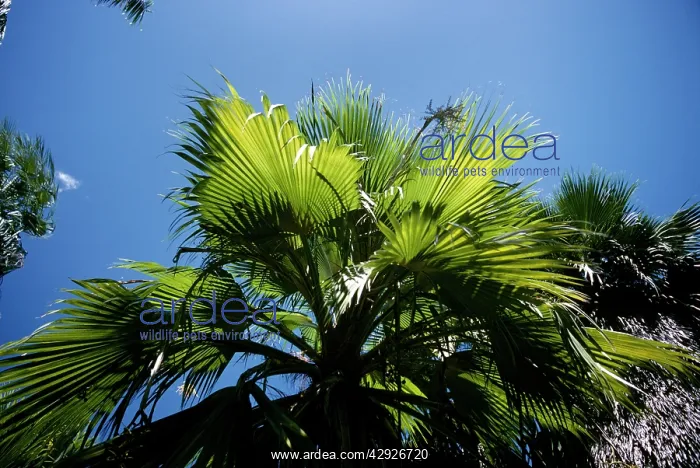  : Palm Tree - Pritchardia Kaalae