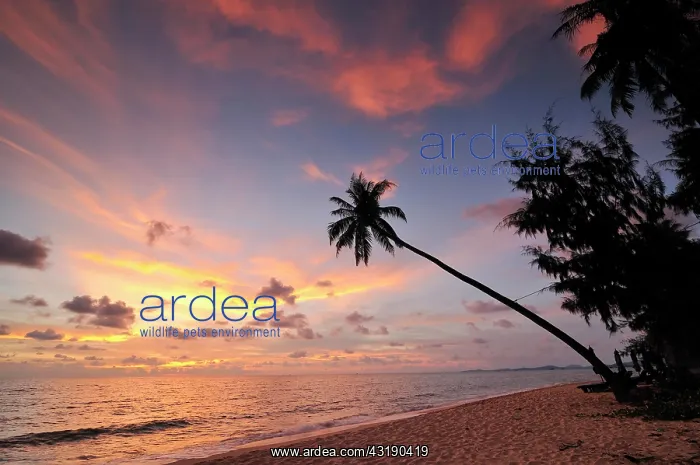 : Palm tree against red evening sky, atmospheric sunset : Palm tree against red evening sky, atmospheric sunset
