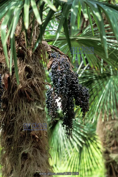 : Palm Tree - seeds : Palm Tree - seeds