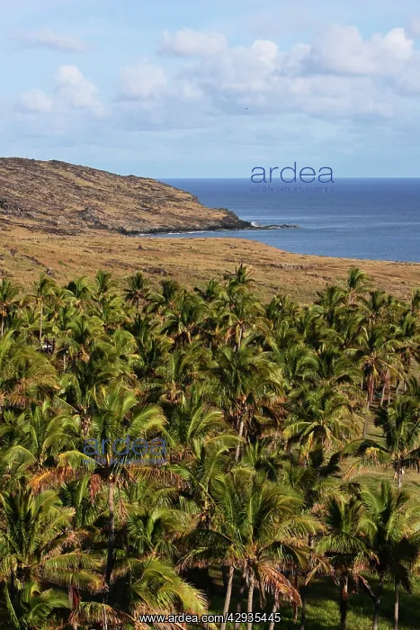 : Palm trees, Anakena Bay, Easter Island (Rapa Nui), Chile : Palm trees, Anakena Bay, Easter Island (Rapa Nui), Chile