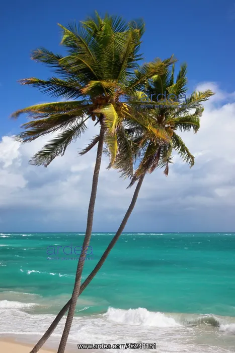 : Palm trees at Bottom Bay on the southeast : Palm trees at Bottom Bay on the southeast