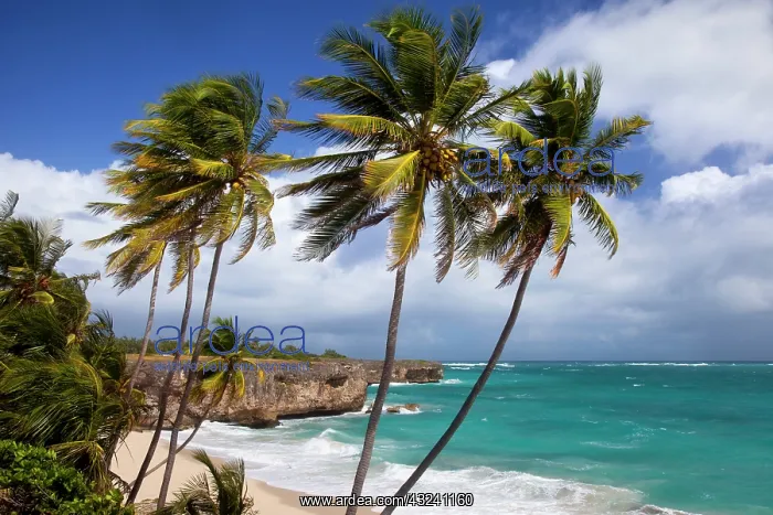 : Palm trees at Bottom Bay on the southeast : Palm trees at Bottom Bay on the southeast