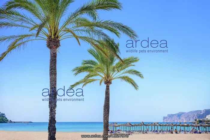 : palm trees with a beach in the back : palm trees with a beach in the back
