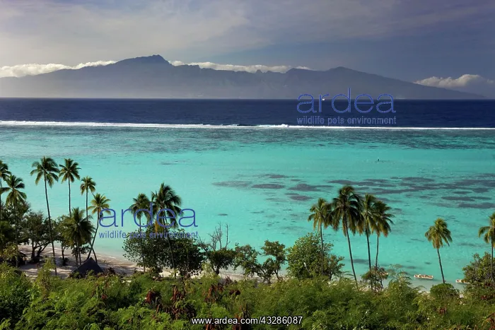 : Palm trees on the beach, lagoon and island of Tahiti : Palm trees on the beach, lagoon and island of Tahiti