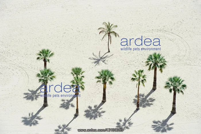 : Palm trees on the beach, Playa de las Teresitas : Palm trees on the beach, Playa de las Teresitas