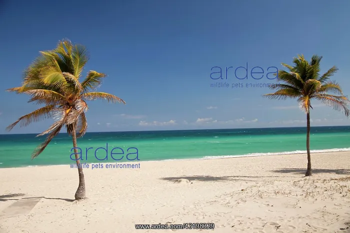 : Palm trees on the beach at Santa Maria del Mar : Palm trees on the beach at Santa Maria del Mar