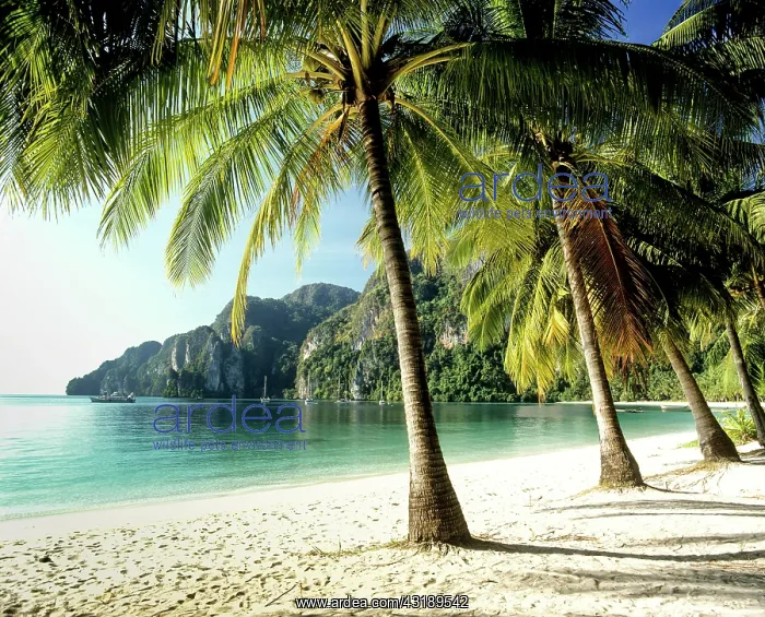 : Palm trees on the beach, Ton Sai Beach, Ko Phi Phi : Palm trees on the beach, Ton Sai Beach, Ko Phi Phi