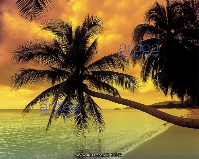 : Palm trees on a beach, Tong Yang Beach, Ko Samui : Palm trees on a beach, Tong Yang Beach, Ko Samui