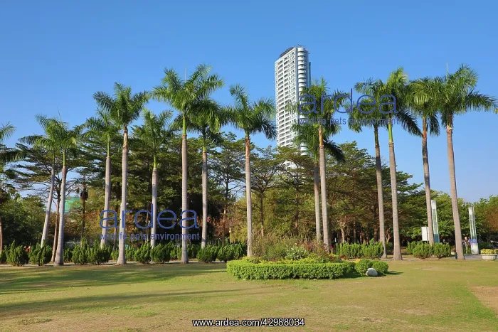 : Palm trees in Central Park, Kaohsiung City, Taiwan : Palm trees in Central Park, Kaohsiung City, Taiwan