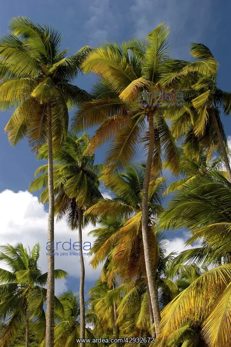: Palm Trees - Group of palm trees on Marigot Bay : Palm Trees - Group of palm trees on Marigot Bay