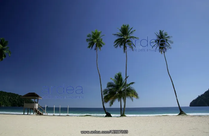 : Palm trees on Maracas beach : Palm trees on Maracas beach