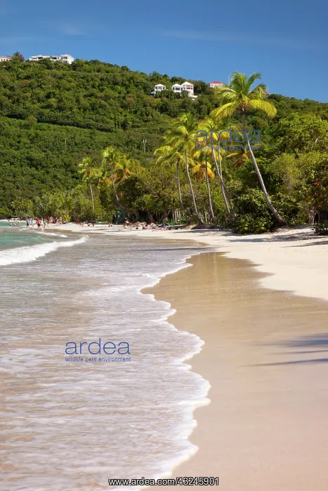 : Palm trees at Megan's Bay beach, St. Thomas : Palm trees at Megan's Bay beach, St. Thomas