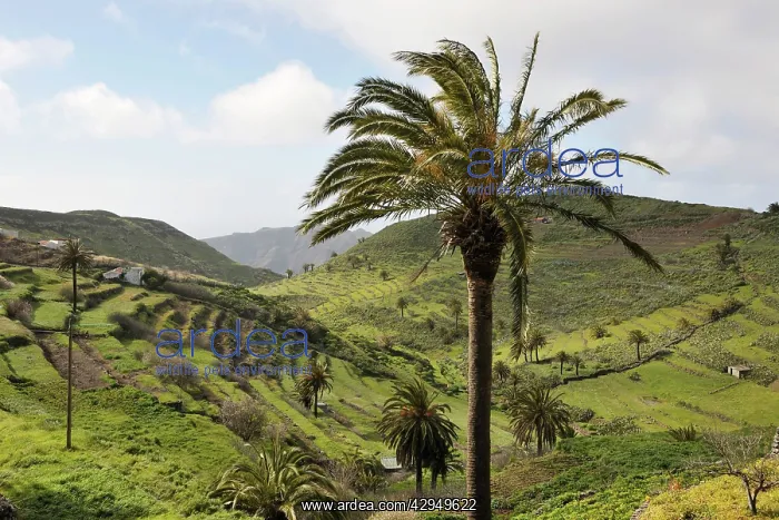 : Palm Trees on mountainous route from Playa de Santiago : Palm Trees on mountainous route from Playa de Santiago