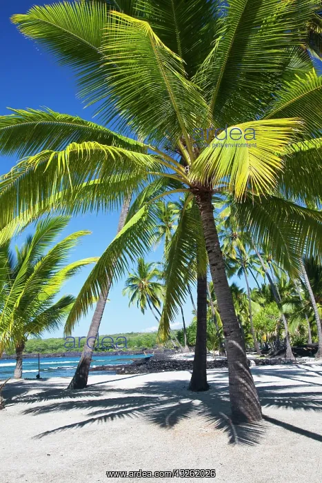: Palm trees, National Historic Park Pu'uhonua : Palm trees, National Historic Park Pu'uhonua