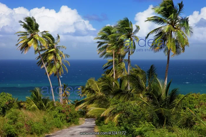 : Palm trees overlooking the eastern coast : Palm trees overlooking the eastern coast