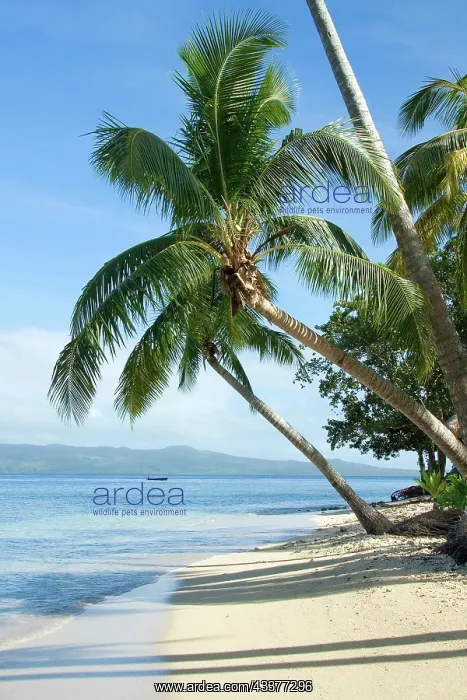 : Palm trees on Qamea beach, Fiji, Oceania : Palm trees on Qamea beach, Fiji, Oceania