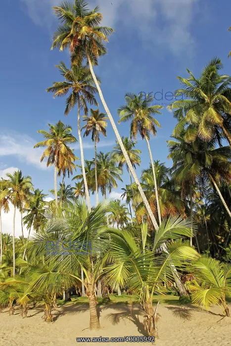 : Palm Trees - on sandy beach : Palm Trees - on sandy beach