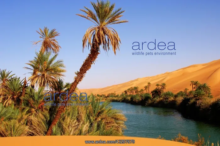 : Palm trees on the shore of the Um el Maa lake in : Palm trees on the shore of the Um el Maa lake in