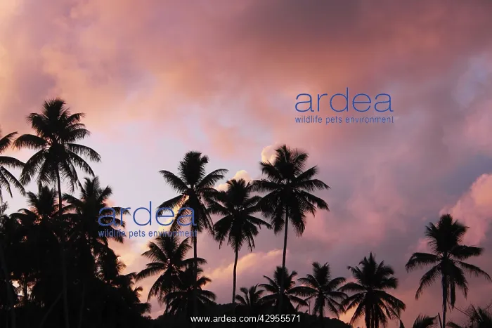 : Palm Trees - at sunset : Palm Trees - at sunset