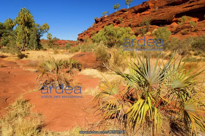  : Palm Valley - dispersed Red Cabbage Palms, also