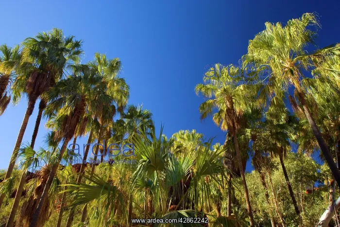 : Palm Valley - grove of Red Cabbage Palms, also : Palm Valley - grove of Red Cabbage Palms, also