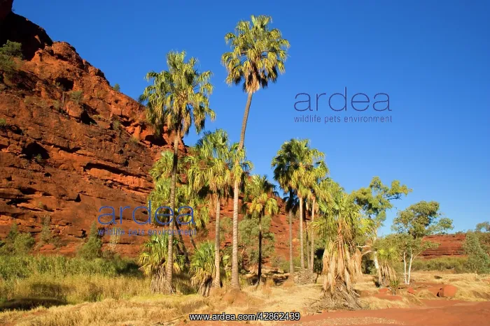 : Palm Valley - grove of Red Cabbage Palms, also : Palm Valley - grove of Red Cabbage Palms, also