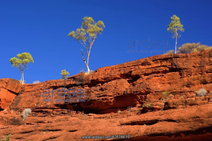 : Palm Valley Rim - rim of Finke Gorge decorated : Palm Valley Rim - rim of Finke Gorge decorated