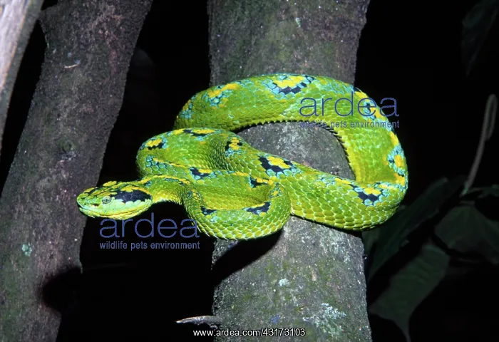 : Palm Viper : Palm Viper