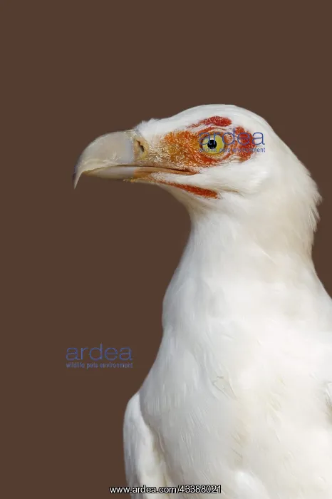 : Palm vulture (Gypohierax angolensis), portrait : Palm vulture (Gypohierax angolensis), portrait