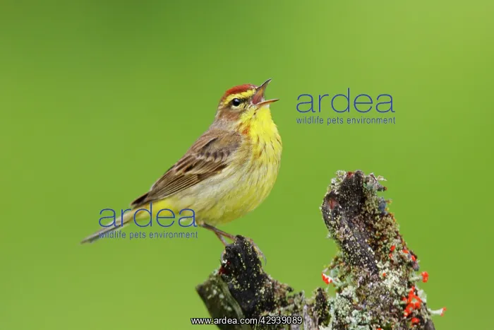  : Palm Warbler