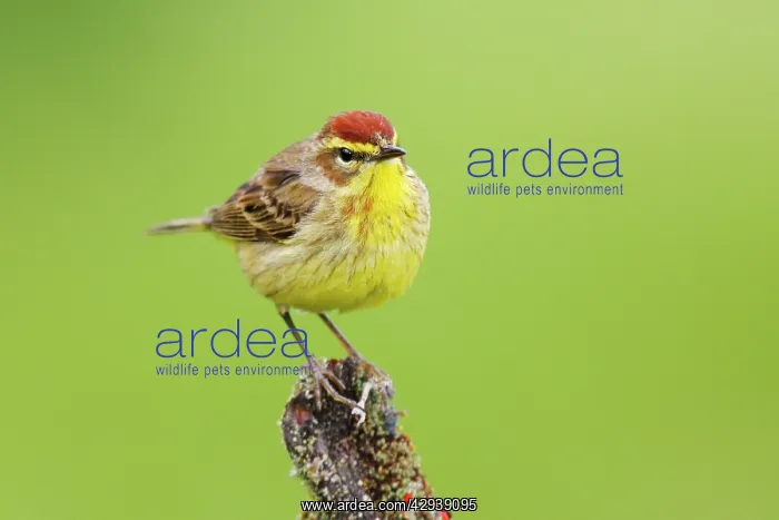  : Palm Warbler